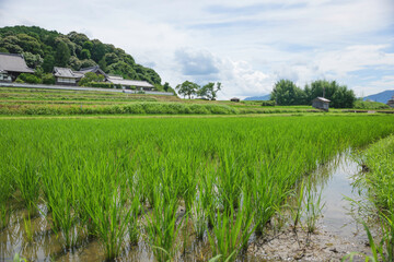 Obraz premium Under cloudy skies, the green of the rice paddies contrasts beautifully with the mountains.