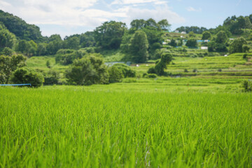 Under cloudy skies, the green of the rice paddies contrasts beautifully with the mountains.