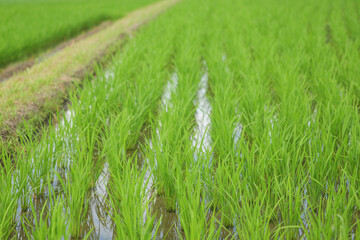 young green paddy rice field,summer rural