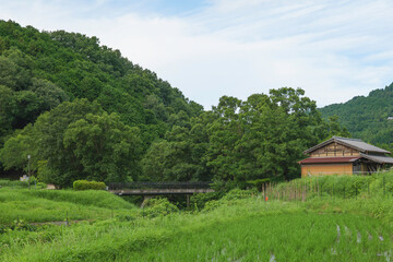 Agriculture green rice field under blue sky and mountain back at contrysid