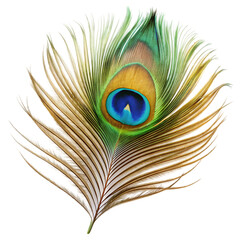 Obraz premium peacock feather isolated on white background