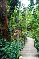 Boardwalk in the Garden of the Sleeping Giant, Fiji