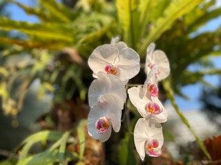 selective focus on beautiful blooming orchids
