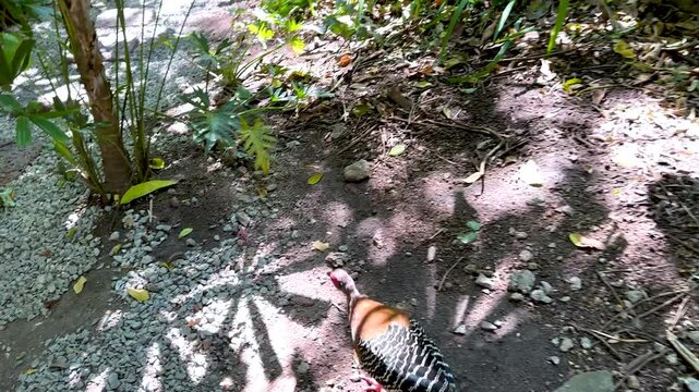 Siamese Fireback in Botanical Garden