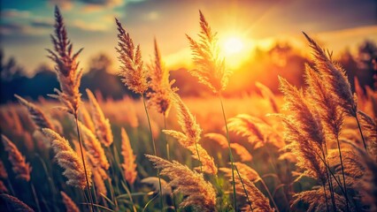 Vintage Sunlit Tall Grass Field, Blurred Sky Background - Stock Photo