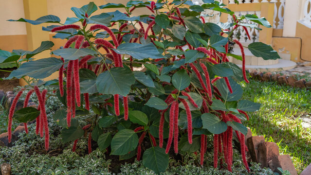 A beautiful tropical acalypha plant grows in the park. A shrub with large green leaves and long burgundy inflorescences in the shape of whips. Madagascar.  
