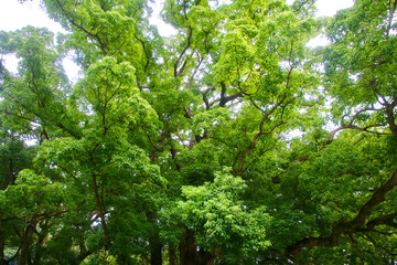 大麻比古神社・楠・御神木（徳島県・鳴門市）