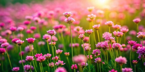 Obraz premium Aerial View: Abstract Slow Motion Pink Flowers on Green - Stock Video Footage