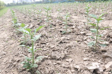 chrysanthemum flower plant on farm