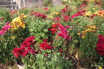 multiple colored Chrysanthemum ×grandiflorum flower on farm