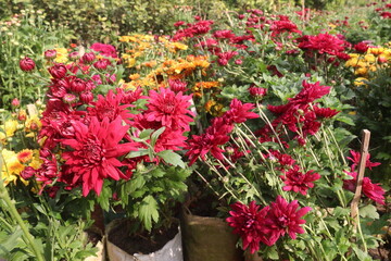 multiple colored Chrysanthemum ×grandiflorum flower on farm