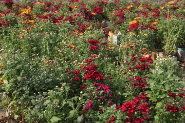 multiple colored Chrysanthemum &times;grandiflorum flower on farm