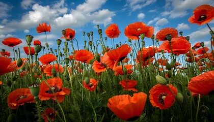 Obraz premium Dense field of vibrant red poppies under a blue sky