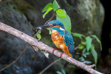 枝にとまるカワセミ