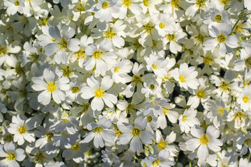 White flowers Jaskolka felt, snow carpet, perennials - small flowers, growing carpet, for flowerbeds and alpine slides.. spring. garden. Bardure flowers. Floral background