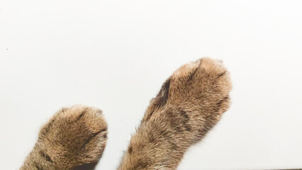A minimalist image of a cat's paw against a white background.