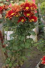 pink and yellow colored Chrysanthemum flower plant