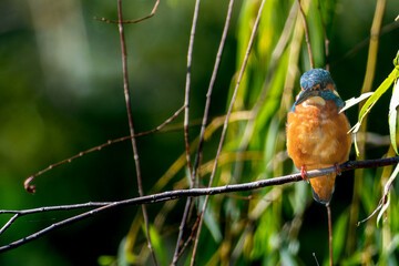 枝にとまるカワセミ・コピースペース