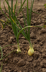 close-up onions, vegan , beds, Spring, fresh herbs, vitamins, veganism, garden, agriculture, Subsistence farming.