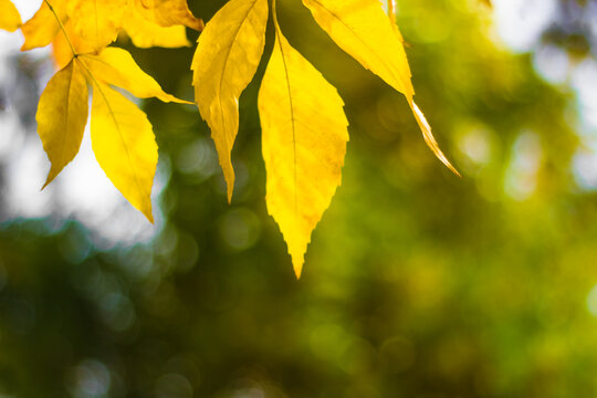 Autumn Leaves Background. Shallow depth of field, leaves in the sun - Powered by Adobe