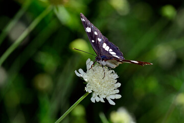 Blauschwarzer Eisvogel // Southern white admiral (Limenitis reducta) - Skutarisee, Montenegro