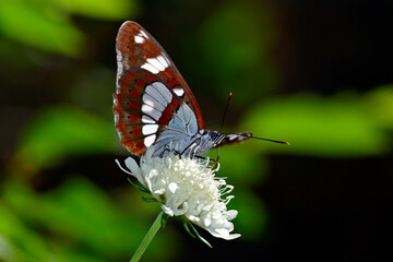 Southern white admiral // Blauschwarzer Eisvogel  (Limenitis reducta) - Skutarisee, Montenegro
