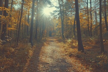 Obraz premium Sunlit autumn path through forest.