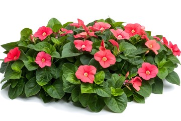 Vinca Flower Isolated on White Background.