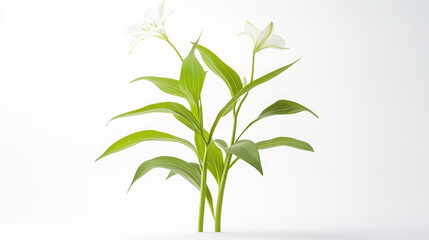 Obraz premium Elegant White Lilies: A Study in Simplicity and Grace