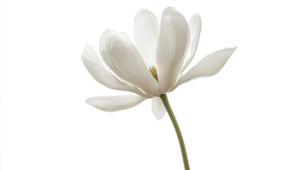 Fototapeta premium Serene White Flower Bloom: A Botanical Masterpiece