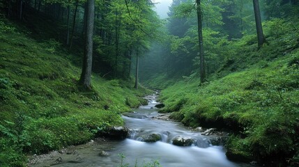 Obraz premium Rolling hills blanketed in mist rise gently in the Bavarian Alps, with a tranquil mountain stream winding through the lush green forest.