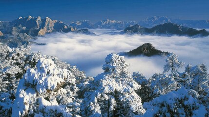 The jagged peaks of Huangshan rising above a dense cloud layer, with clusters of snow-laden pine trees creating a striking winter landscape