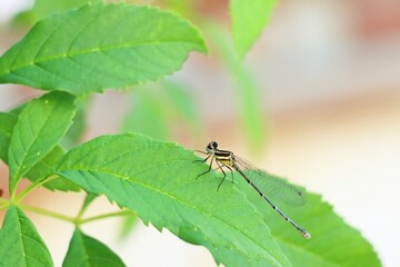 Yellow Damselfly (Ceriagrion coromandelianum) on leaf