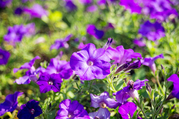 Obraz premium Petunia flowers blooming in the garden. Natural background and wallpaper.