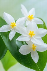 Obraz premium Elegant White Flowers with Yellow Centers on Lush Green Leaves