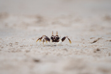 A close-up shot of a small crab standing on sandy terrain, showcasing its detailed features and vibrant claws. The shallow depth of field emphasizes the crab while softening the background, creating a