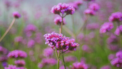 Purple Verbena flowers in the garden, shallow depth of field