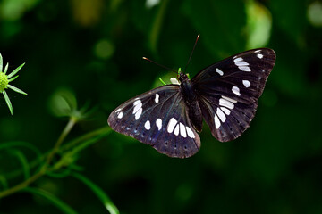 Southern white admiral // Blauschwarzer Eisvogel  (Limenitis reducta) - Skutarisee, Montenegro