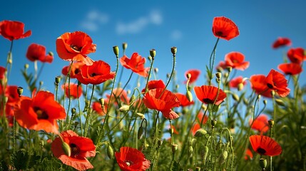 Fototapeta premium Lush meadow with vibrant red poppies under clear blue sky