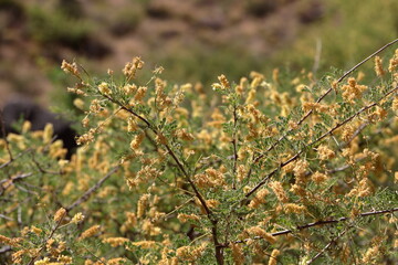The prickly Catclaw Acacia shrub blooming in the Grand Canyon, Arizona