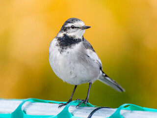 柵にとまるハクセキレイ