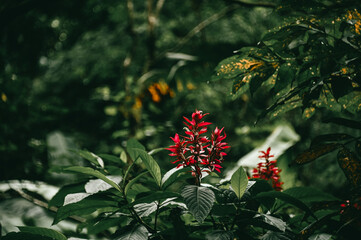 Vivid Red Flower Among Lush Green Foliage in a Serene Forest Setting
