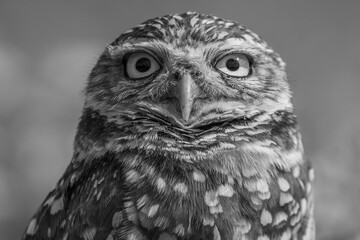 Black and white burrowing owl (Athene cunicularia) portrait.