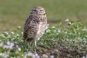 Burrowing owl (Athene cunicularia) among wildflowers