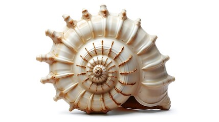 Obraz premium seashell isolated on white background