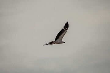 A majestic bird of prey glides effortlessly through the muted sky, its wings outstretched in perfect symmetry. The soft, cloudy background enhances the elegance and power of the bird in flight, creati
