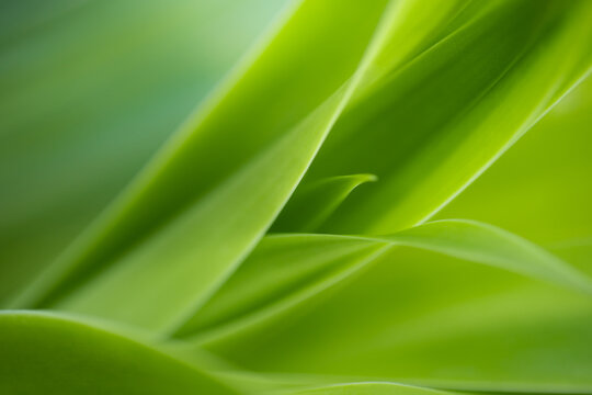 Nature of green leaf in garden at summer. Natural green leaves plants using as spring background cover page greenery environment ecology lime green wallpaper