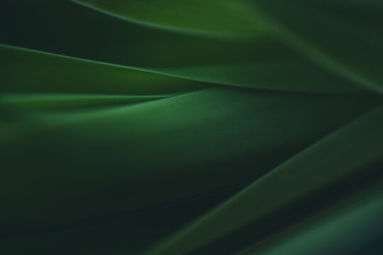 Dark green leaf texture, Natural green leaves using as nature background wallpaper or tropical leaf cover page