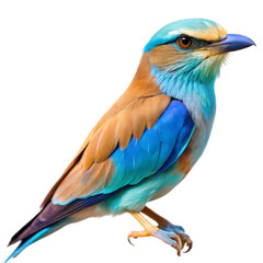 Fototapeta premium European roller isolated on transparent background