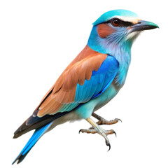 Fototapeta premium European roller isolated on transparent background